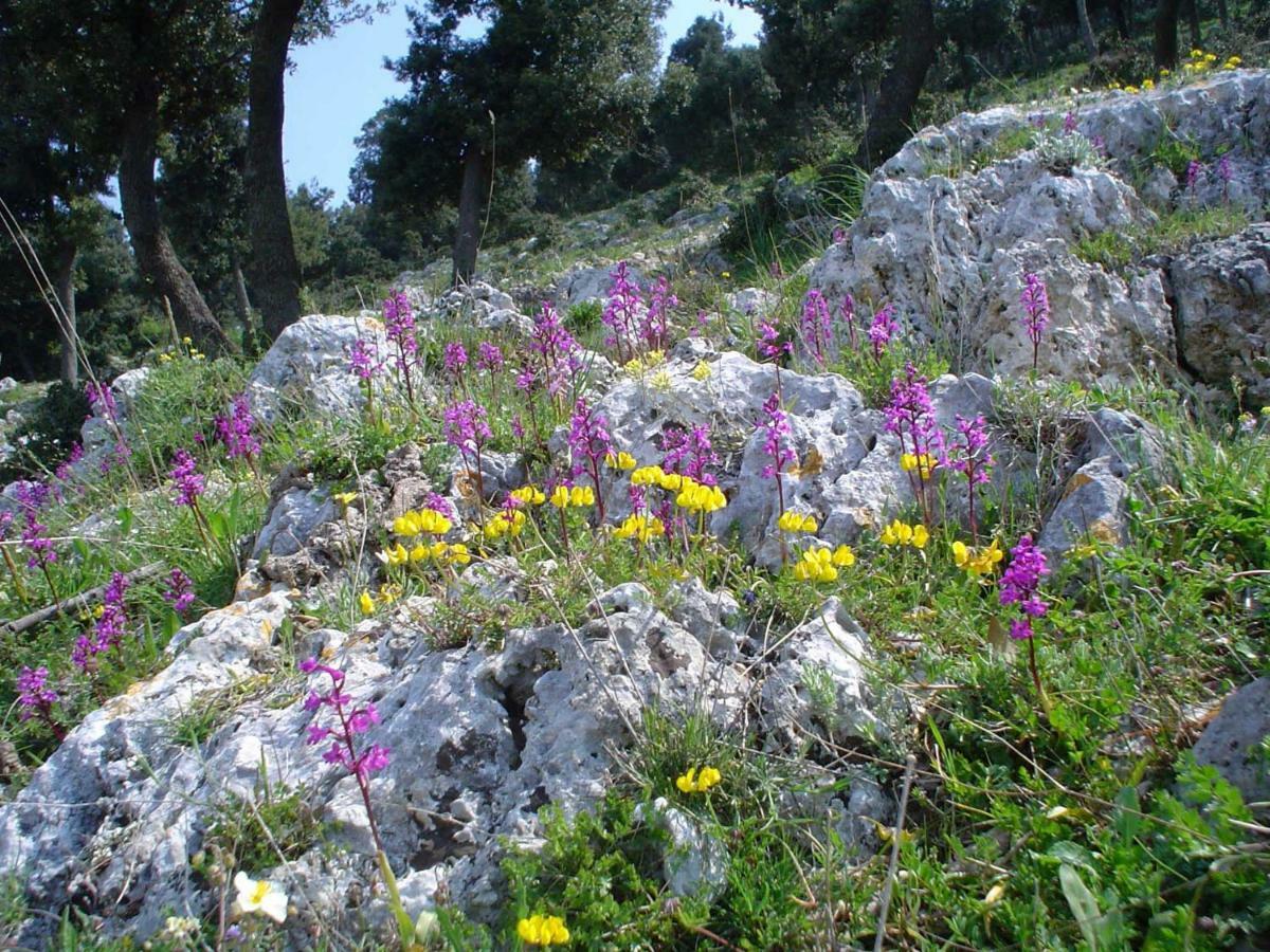 Orchidea Mattinata Parco Del Gargano Apartment Luaran gambar