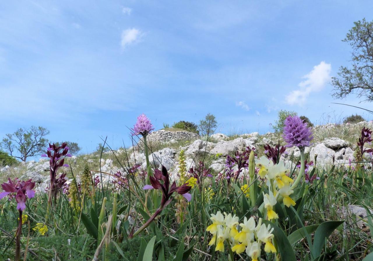 Orchidea Mattinata Parco Del Gargano Apartment Luaran gambar