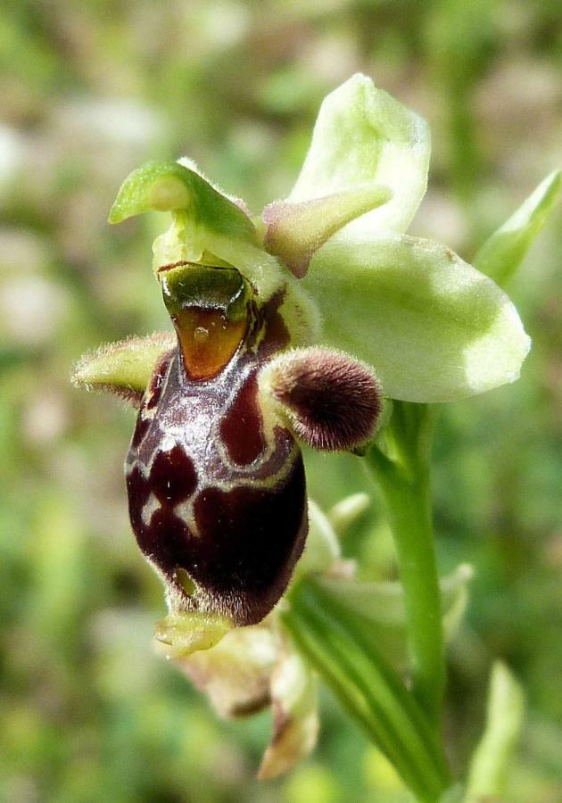 Orchidea Mattinata Parco Del Gargano Apartment Luaran gambar